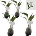 Bird of Paradise - White - Strelitzia Nicholai. (4 White BoP in Sac)