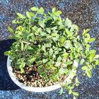 Chinese Elm with White 8" Ceramic Tray