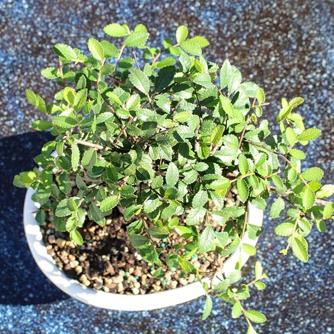 Chinese Elm with White 8" Ceramic Tray