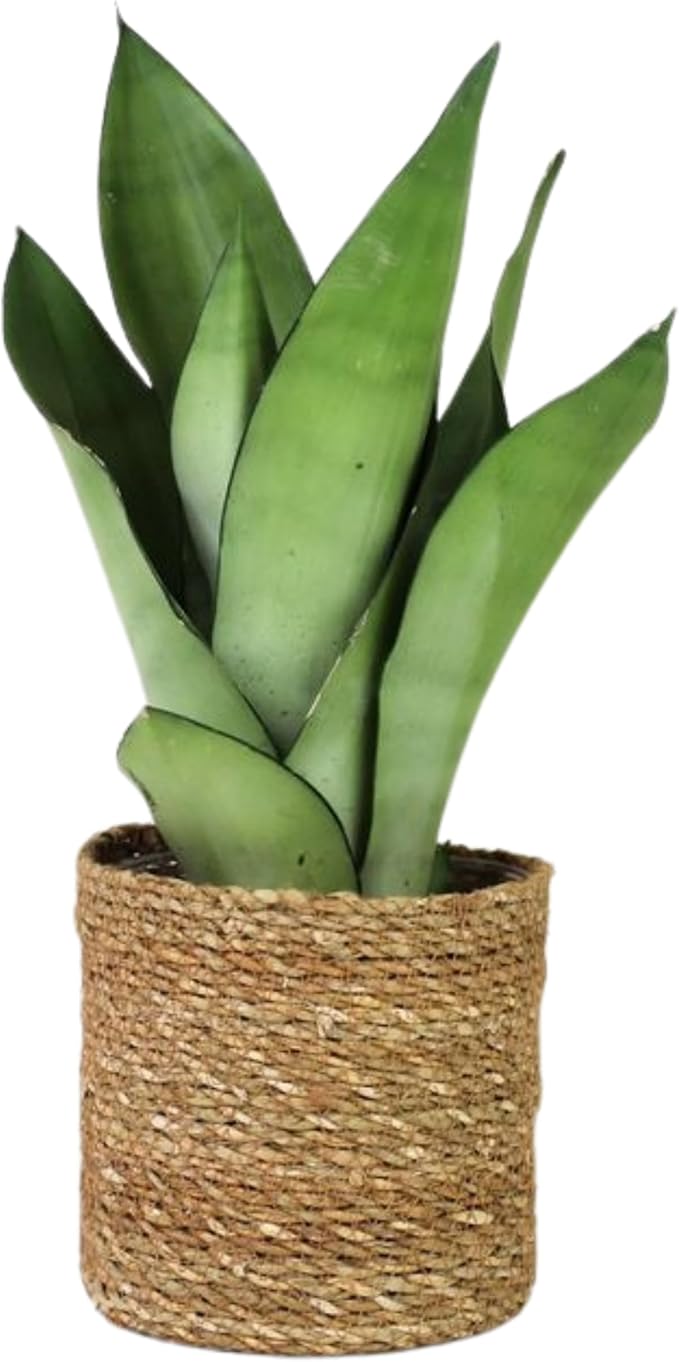 Live Plant Sansevieria Moonshine in 4'' Pot – Easy Care Snake Plant with Silvery Green Foliage, Air-Purifying Houseplant for Home, Office & Gifts (Heat Pack Included)