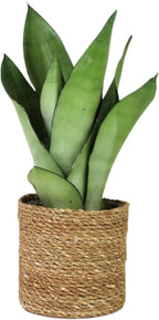 Live Plant Sansevieria Moonshine in 4'' Pot – Easy Care Snake Plant with Silvery Green Foliage, Air-Purifying Houseplant for Home, Office & Gifts (Heat Pack Included)