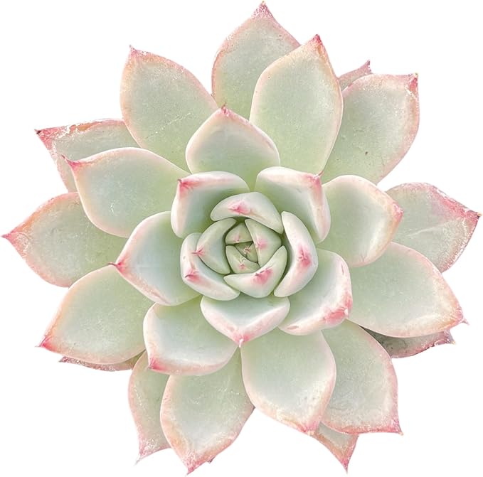 Sprout N Green Echeveria 'Aranjuez', Live Succulent Plant Fully Rooted in 2" Pot, Plant for Indoor Outdoor Home Office Wedding Decor DIY Project Party Favor, Pet Friendly, Easy to Care