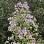 Chalily Water Aster, a Great Live Pond Plant for Your Water Garden. Filters The koi and Goldfish Pond. Good for Bogs, Plant Shelf or Shallow Water This marginal Aquatic is a Real Beauty