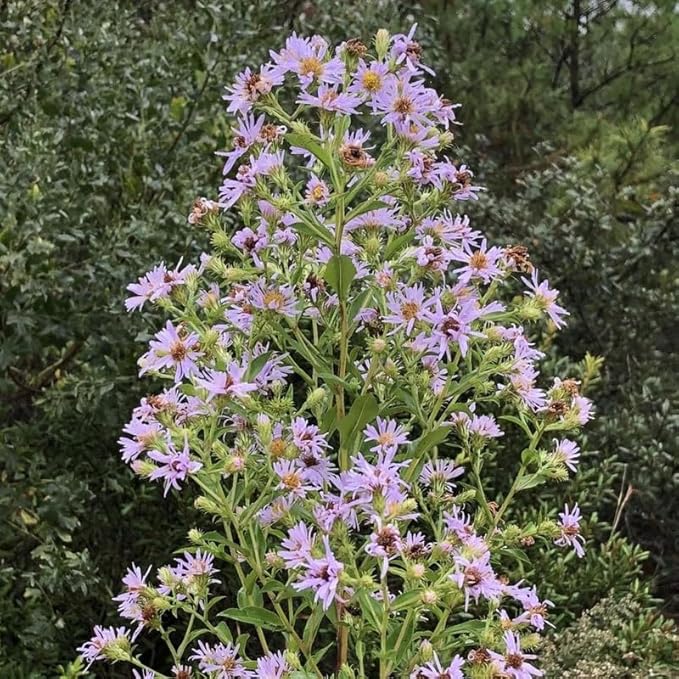 Chalily Water Aster, a Great Live Pond Plant for Your Water Garden. Filters The koi and Goldfish Pond. Good for Bogs, Plant Shelf or Shallow Water This marginal Aquatic is a Real Beauty
