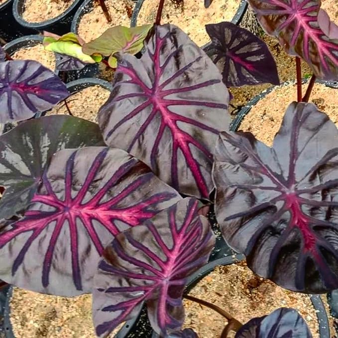 Elephant Ear Plants, Rare Colocasia Plant Live, Perennial Esculenta Taro Alocasia 4-8 Inch Tall, Indoor Outdoor Garden (Variegated Black)