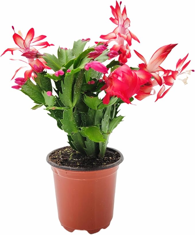 Thanksgiving Cactus, Live Indoor Plant, Flowering Houseplant, Christmas Cactus, Red Seasonal Blooms, 4-Inch Pot, Pet Safe Holiday Decor, Free Heat Pack