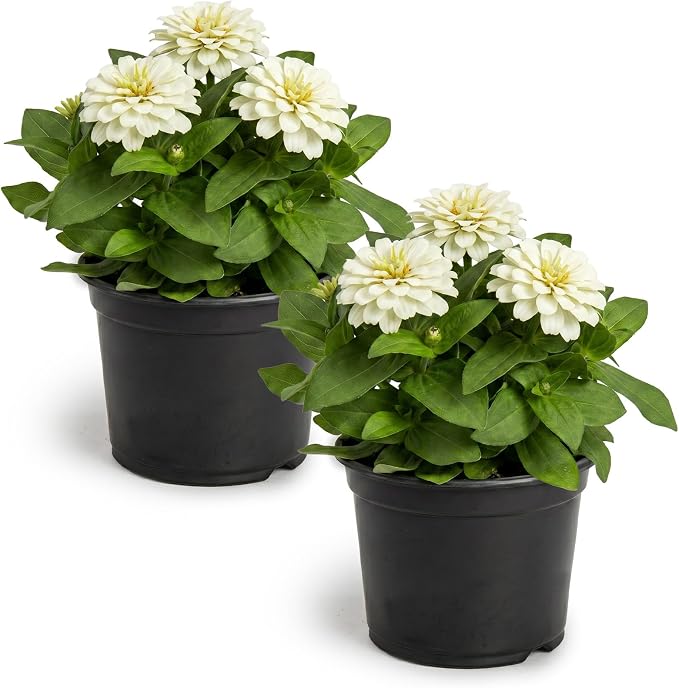 Live Zinnia 2-Pack – White, Flowering Annual, Beautiful Spring and Summer Blooms, 10" Tall by 5" Wide in 1 Qt Pot