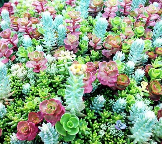 200 pcs Rare Mixed Mini Succulents Seeds for Bonsai & Ornamental Plants - Grow Your Stunning Garden
