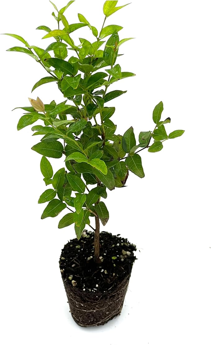 ragnaroc Live Fruit Trees – Plinia cauliflora Jaboticaba Plug 9-12” Tall - 1ct - Color When Flowering Red, Bonsai - Live Arrival Guaranteed - House Plants for Home Decor