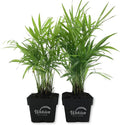 Neanthe Bella Parlor Palm - 2 Live Plants in 3 Inch Pots - Chamaedorea Elegans - Beautiful Clean Air Indoor Houseplant