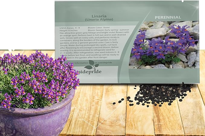 Outsidepride Linaria Alpina Alpine Toadflax Ground Cover Seeds - 250 Pcs Perennial, Dwarf Ground Cover, Attractive Green-Gray Foliage, Bright Violet Flowers Great in Full Sun & Well-Drained Rocky Soil