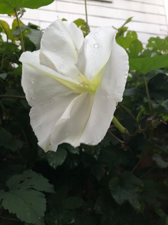 Smoke Camp Crafts Live Organic Moon Flower Plant (Ipomoea alba) in 2.5 inch Pot | Moonflower, Moonvine, Tropical White Morning Glory