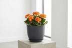 8 Inch Plant Pots Set of 2, Plastic Planters with Drainage Holes and Tray, Flower Pots for Indoor Outdoor Plants and Flowers (Black)
