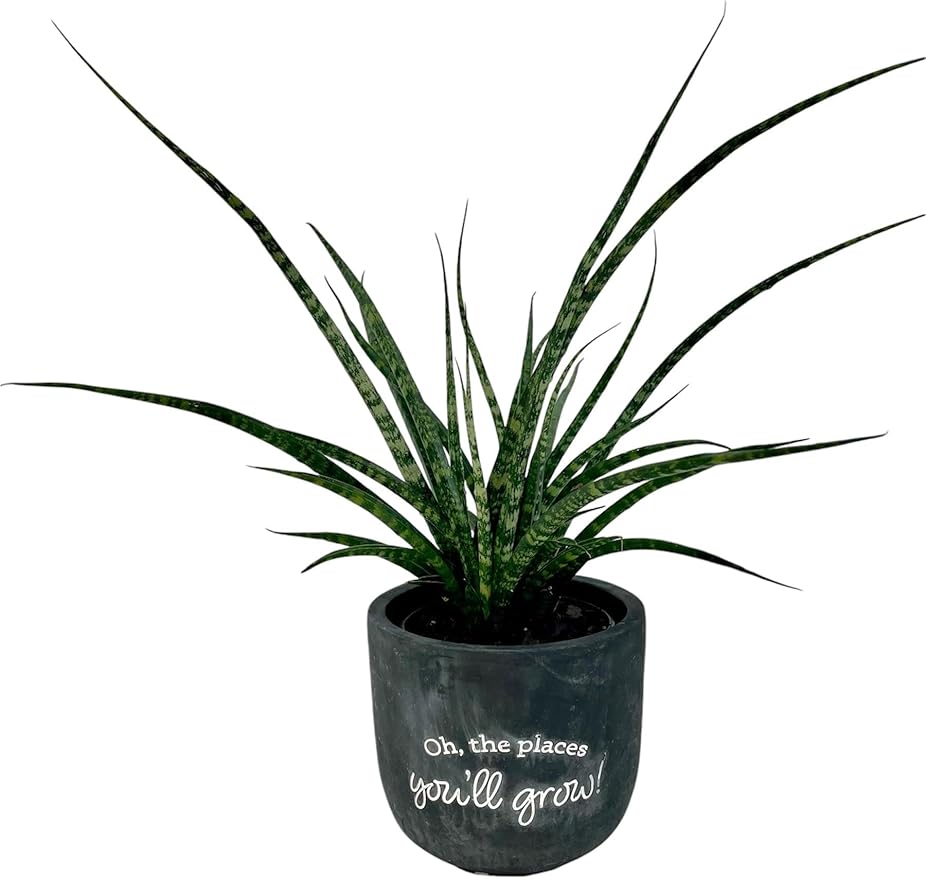 Sansevieria Fernwood Mikado Live Indoor Plant in 5 in. Chalkboard Pot (Oh, The Places You'll Grow!)