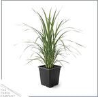 Live Ornamental Pampas Grass (Cortaderia selloana) - White - Perennial Accent Plant - 10" Tall by 5" Wide in 1.5 Qt Pot