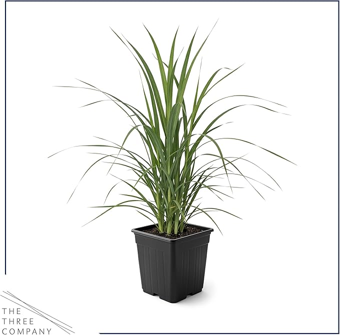Live Ornamental Pampas Grass (Cortaderia selloana) - White - Perennial Accent Plant - 10" Tall by 5" Wide in 1.5 Qt Pot