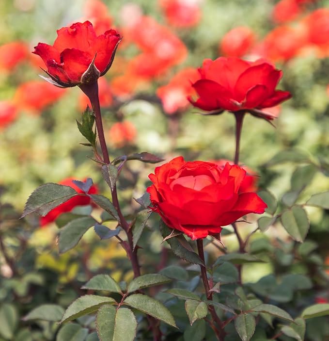 Fresh Roses for Delivery Prime, Orange Roses, Live Rose Bush Plants in Plant Pots, Plant Lover Gifts, Fresh Flowers for Delivery Prime, Potted Rose Plant Live Plants, Outdoor Plants by Plants for Pets