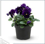 Live Healthy Flowering Pansies - Purple (4 Plants Per Pack), Beautiful Winter Color, 6" Tall by 4" Wide in 1 Pint Square Pot