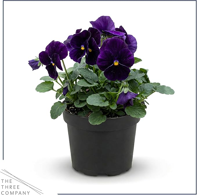 Live Healthy Flowering Pansies - Purple (4 Plants Per Pack), Beautiful Winter Color, 6" Tall by 4" Wide in 1 Pint Square Pot