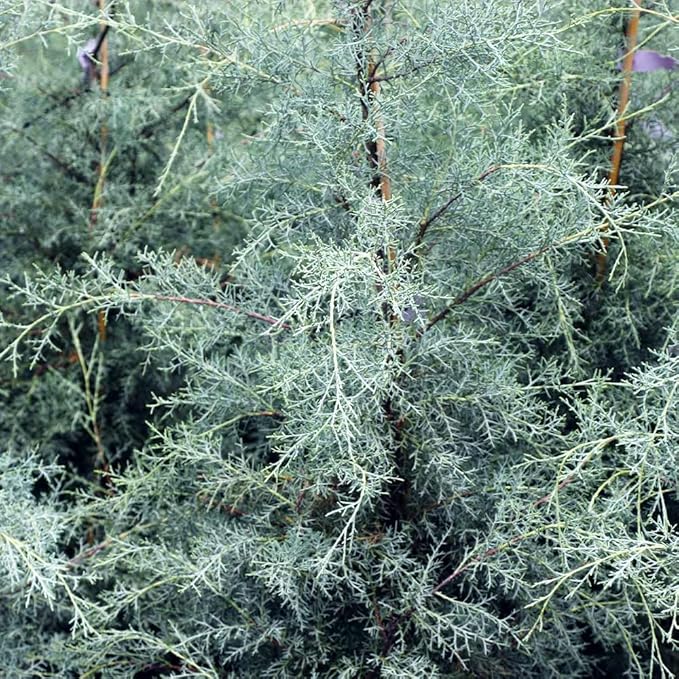 Brighter Blooms - Carolina Sapphire Cypress Tree, 1-2 ft. - No Shipping to AK, AZ, HI