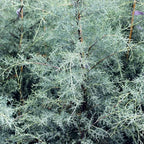 Brighter Blooms - Carolina Sapphire Cypress Tree, 1-2 ft. - No Shipping to AK, AZ, HI