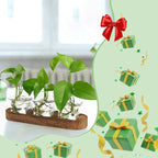 XXXFLOWER Plant Propagation Station with Wooden Stand,Air Plant Terrarium Starter Kits Star Vases for Flowers Plant Cutting Rooting Pots Indoor Hydroponic Glass Planter for Plant Lovers,3 Jars