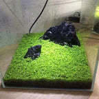 Fresh Water Aquarium Plant Starter Kit, Easy Growing, Small Leaf, Dwarf Carpet Decor for Fish Tank/Terrarium - 1 Pack (Big Leaf)