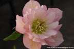 Perennial Farm Marketplace Helleborus x W.J. 'Cotton Candy' (Lenten Rose) Perennial, 1 Quart, Pink Flowers