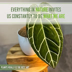LEAL PLANTS ECUADOR Anthurium Crystallinum| Green Live House Plant for Indoors|Rare and Exotic Indoor Plants for Living Room|Anthuriums Live Plants |Crystallinum House Plant