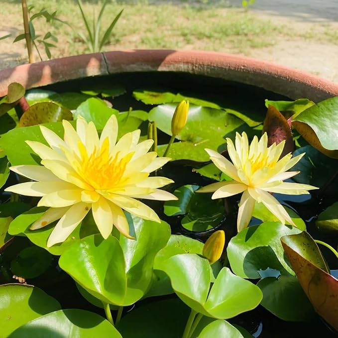 35 PCS Bowl Lotus Seeds for Planting – Mixed Color Bonsai Lotus Flower Seeds, Ornamental Aquatic Plants for Indoor Water Bowls, Outdoor Ponds & Gardens