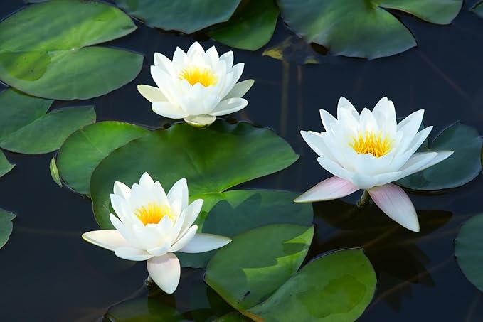 Live Hardy Water Lily Tubers Rhizomes Bulb Seed Nymphaea Aquatic Pond Plants Water Gardens Pre-Grown Flower in White Pink Red Yellow Orange Blue Purple (1, White Hardy Pond Lily)
