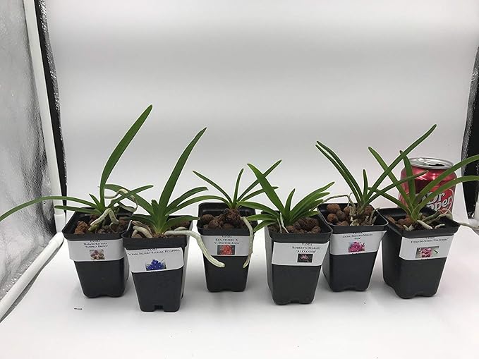 4 Live Orchid Plants to Choose (Cattleya, Oncidium, Vanda, Dendrobium, Phalaenopsis) (Vandas + Heat Pack)
