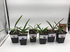 4 Live Orchid Plants to Choose (Cattleya, Oncidium, Vanda, Dendrobium, Phalaenopsis) (Vandas + Heat Pack)