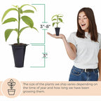 'Giant Granadilla' Passion Fruit Vines (4 Pack) – Live Starter Plants for Planting, Ideal for Creating Lush Garden Canopies, Producing Juicy Fruits Ideal for Fresh Consumption