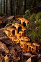 Funnel Chanterelle Yellow FT Mushroom Spores in Sawdust Bag Garden Grow Kit 5gal