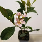 Klara Indian howthorn Pink 2.5"" Pot, Green, pink, white