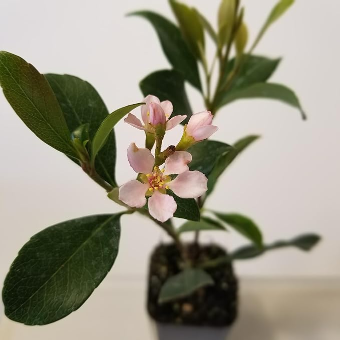 Klara Indian howthorn Pink 2.5"" Pot, Green, pink, white