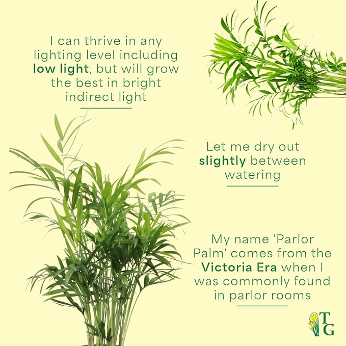 Thorsen's Greenhouse Parlor Palm Plant, Live Indoor Plant, Neanthe Bella Palm, Natural Air Purifier, Easy to Grow, Pet Safe Plant, 4-inch Diameter Pot (Sage)