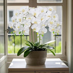 Htmeing 38 Inch Artificial Phalaenopsis Flowers Branches Real Touch (Not Silk) Orchids Flowers for Home Office Wedding Decoration,Pack of 2 (White)