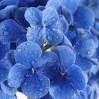 Coferset Deep Blue Hydrangea Artificial Flowers 3pcs Lifelike Faux Hydrangea Real Touch Fake Flowers for Home Wedding Christmas Office Party Living Room Decoration,22inch