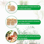 Belit 6 Pcs Air Plant Holder, Large Wooden Air Plants Live Holders for Home Decor (NO Plant Included)