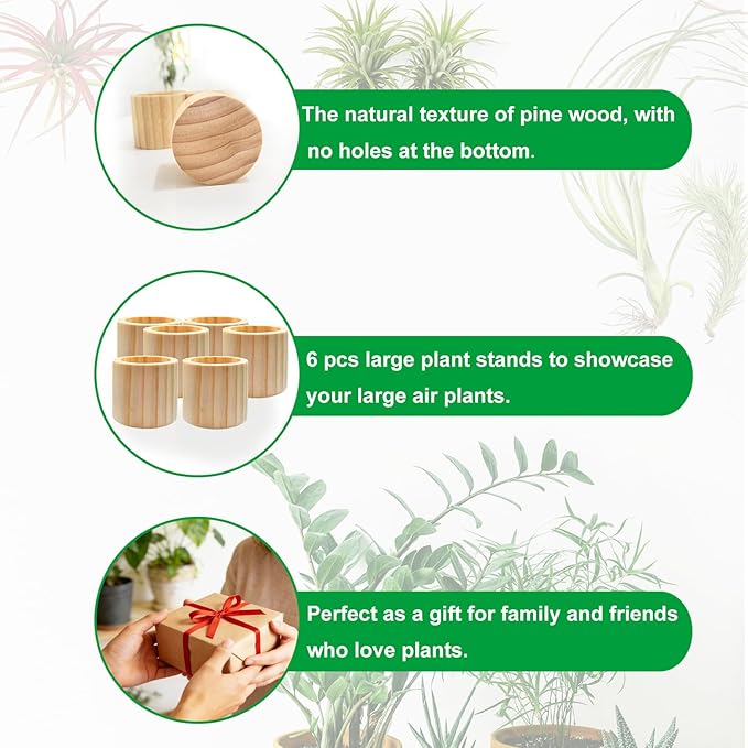 Belit 6 Pcs Air Plant Holder, Large Wooden Air Plants Live Holders for Home Decor (NO Plant Included)