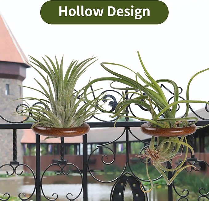 12 Pack Air Plant Holder Magnet Wooden Air Plant Display Stand Small Hanging Planter Wall Mount Holder for Live Tropical Tillandsia Fridge Home Office Decoration Plants Not Included (12, Dark Walnut)