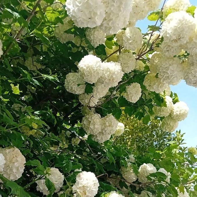 Snowball Bush Live Plant 4 Inch Pot, Snowball Viburnum Tree 6-10 Inch Tall, Flowering Shrub for Outdoor Garden and Landscape