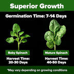 HOME GROWN Bloomsdale Spinach Seeds 353+ Non GMO Heirloom Seeds for Planting, High Germination, Cold Tolerant, Dark Green Crinkled Leaves, Fast Growing, Hydroponic & Garden (Spinacia oleracea)