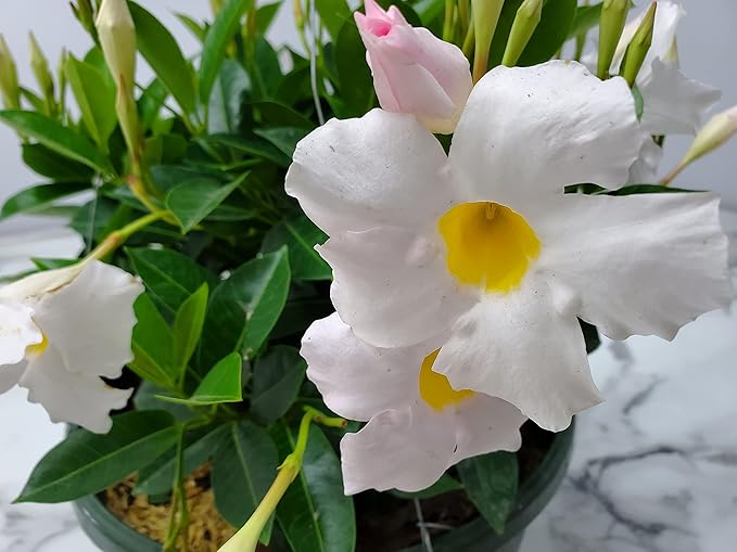Tropical Plants of Florida White Dipladenia Hanging Basket 12 Inch Live Flowering Plant, 14 Inch Wide by 18 Inch Tall, Elegant White Patio Porch Balcony Blooms