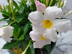 Tropical Plants of Florida White Dipladenia Hanging Basket 12 Inch Live Flowering Plant, 14 Inch Wide by 18 Inch Tall, Elegant White Patio Porch Balcony Blooms