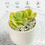 FANTIAN 5 lbs Jade Pebbles for Indoor Plants,1/4 inch Polished Gravel Rocks for Plants, Succulents, Cactus, Vases, Terrarium and Outdoor Gardening