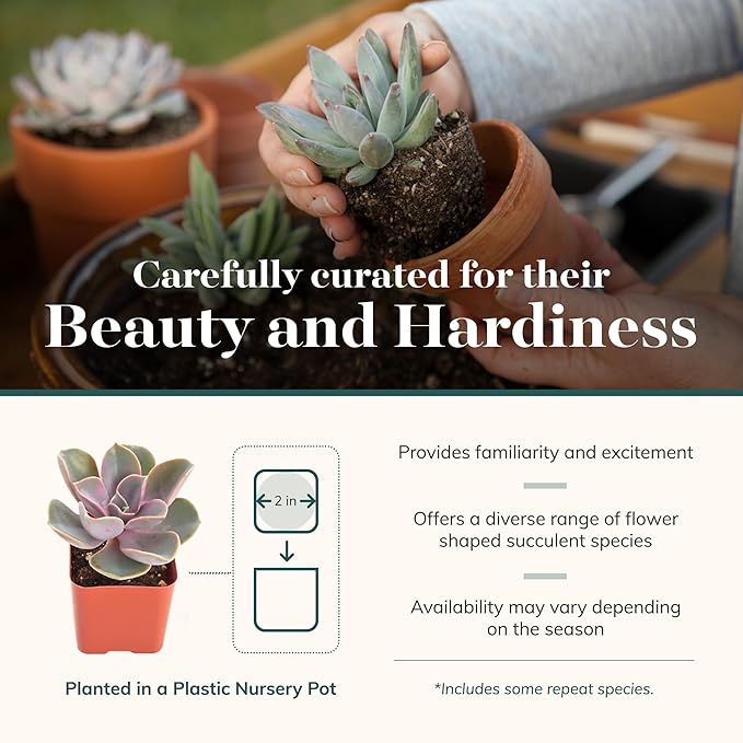 Shop Succulents Rosette Succulent Plant Pack Bulk Collection, Live Mini Succulent Plants, Low Maintenance, Floral Shaped Mix of Colors & Textures - Wedding and Party Favors, Gift & Garden, Pack of 100