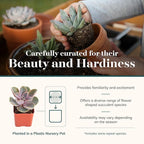 Shop Succulents Rosette Succulent Plant Pack Collection - Live Mini Succulent Plants, Low Maintenance, Floral Shaped Mix of Colors & Textures - Wedding and Party Favors, Gift & Garden, Pack of 10